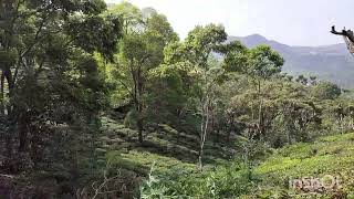 Approach road to Chow Chow valley, Kotagiri 🏔️