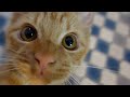 【ゆきとら】生後６ヶ月の兄弟猫！？兄弟でこんなに色が違う！
