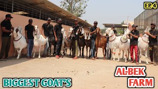 Biggest And Heaviest Goat's Collection 2 At Al Bek Farm Bangalore