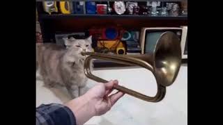Video thumbnail of "Fukashigi no Carte cat TRUMPET"