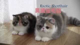 異國短毛貓 Exotic Shorthair 拍攝花絮【My Pet寵物閑情】 by MyPet PopArt 42,996 views 10 years ago 1 minute, 34 seconds