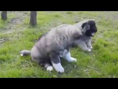 კავკასიური ნაგაზის ლეკვები