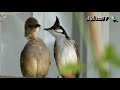 Bird in aviary, more birds, aviary bird house, natural look aviary Part 66