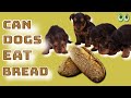 Is Bread Safe for Dogs? A Guide to Safe Bread for Your Canine Companion