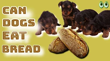 Kann ein Hund Brot essen?