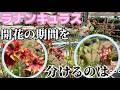 これが花の期間を決める【ラナンキュラスラックス】【ランドセルシリーズ】【園芸のぶチャンネル】