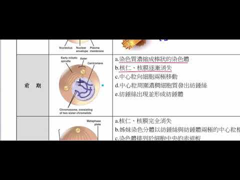 高中生物_必修生物_有絲分裂的過程說明【莫斯利高中自然科教學網】