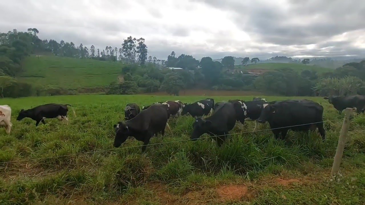 20 VACAS EM 15 HECTARE DE CAPIM MOMBAA E T SOBRANDO PASTO