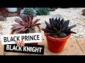 succulent large Graptosedum 'Blue Giant' – DesertScapeSucculent main image 1