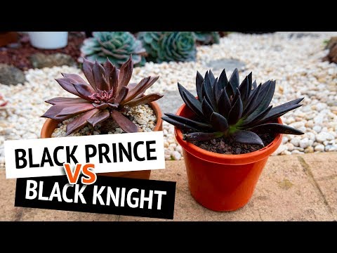Wideo: Co to jest roślina czarnego rycerza: Dowiedz się więcej o Black Knight Echeveria Care