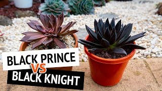 One of the commonly asked questions is how to differentiate between
echeveria "black prince" and affinis (more known as black
knight).this...