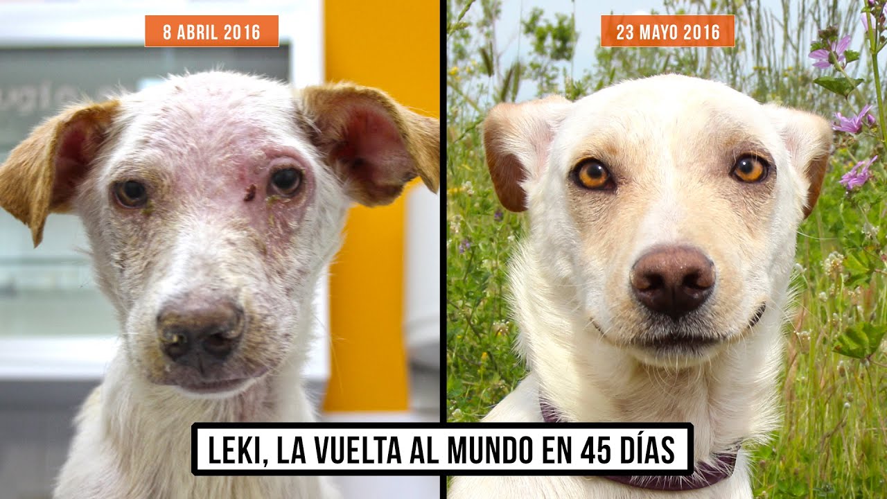 CONOCE AL PERRITO LEKI Y SU VUELTA AL MUNDO EN 45 D AS YouTube