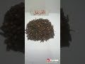العويدي القرنفل دنيا العطاره الخرج