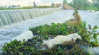 Remove Floating Plants Clogged On Massive Dam Drain Water