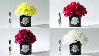 Güllerin Sofistike Dünyasında Bir Yolculuk: Bu’o