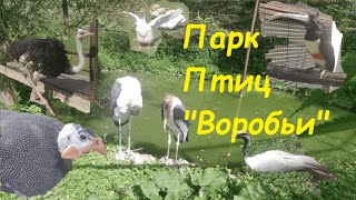 Парк ПТИЦ "ВОРОБЬИ" в Калужской области! Интересное место для семейного посещения! #паркптиц