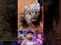 Leopardo bebê salvou o velinho…
