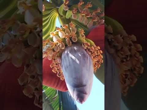 Growing bananas at home