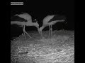 A stork couple celebrating their first egg.
