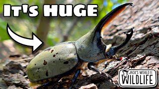 MEET The LARGEST BEETLE In The US!