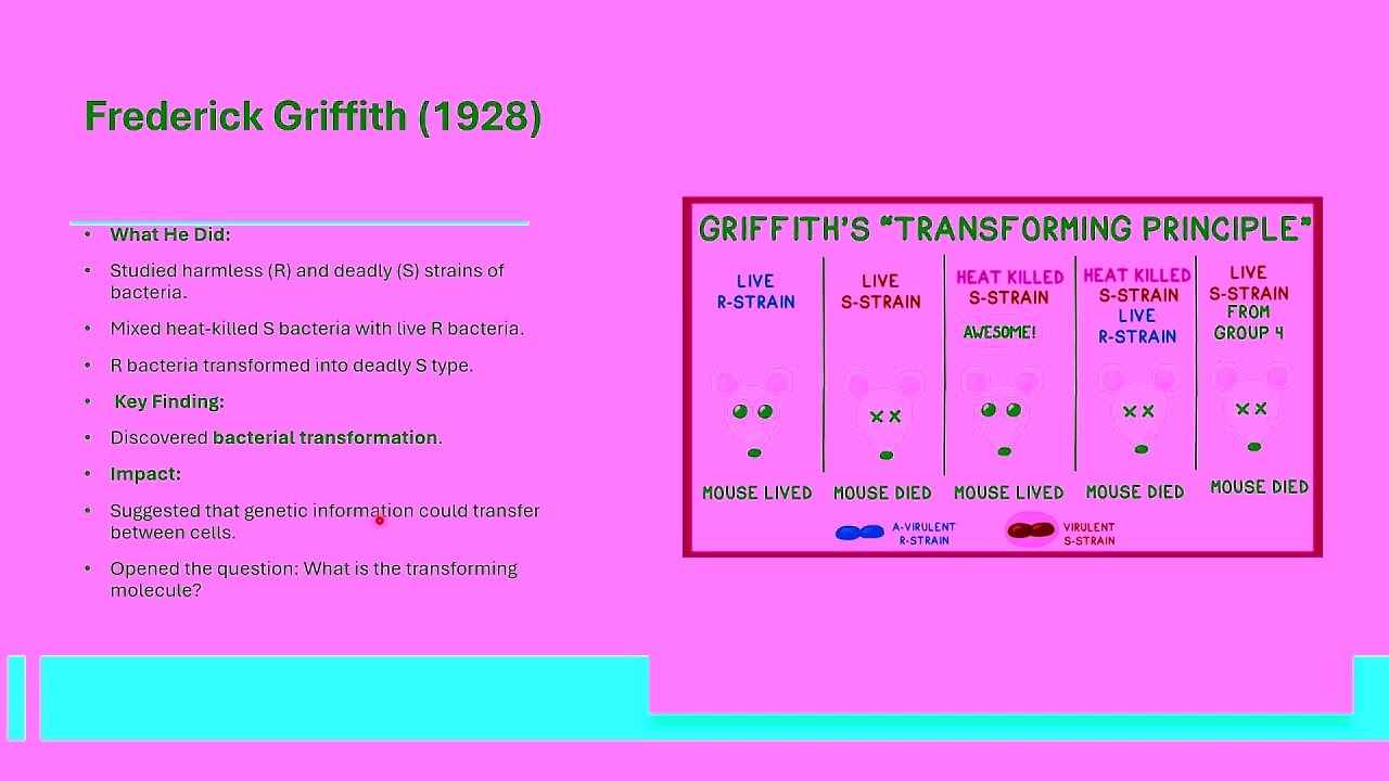 Structural organization of DNA Part 1