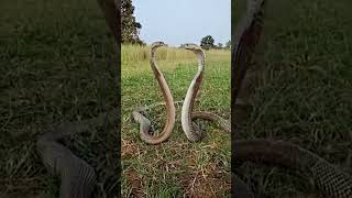 #discovery#snake#animals#forest#forest discovery//🤔🤔