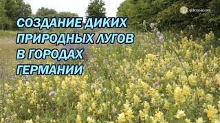 Создание диких природных лугов в городах Германии