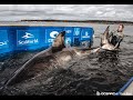 Tracking sharks with ocearch and brett mcbride