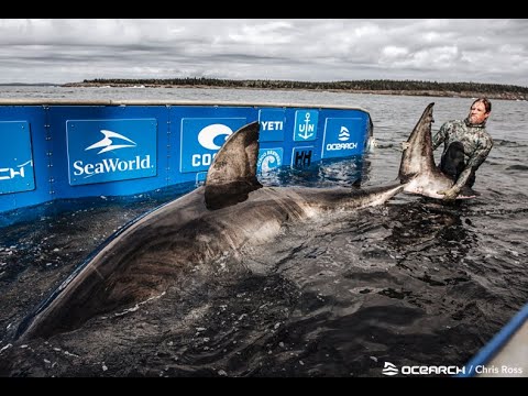 Tracking Sharks with OCEARCH and Brett McBride