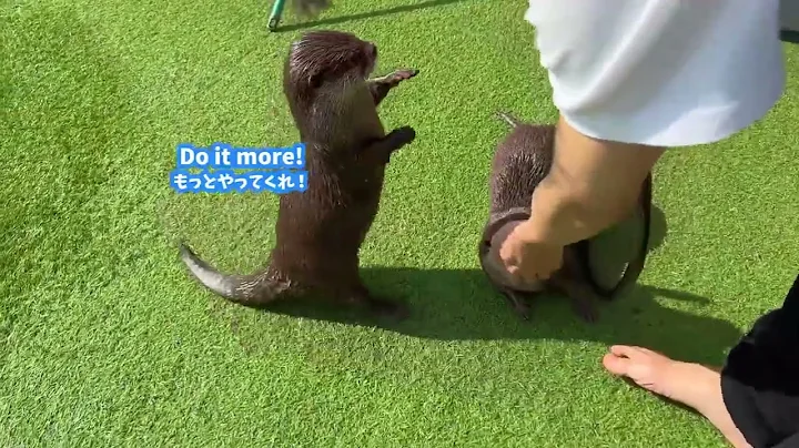 Otters Can't Wait to Swim in New Pool