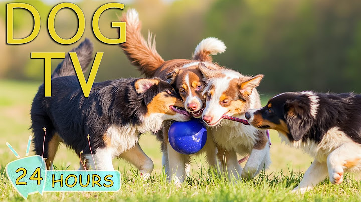 DOG TV: Ultimate Video for Dogs To Watch When Home Alone - Anti-Anxiety All Day Music for Dogs