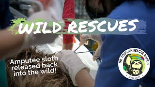 WILD RESCUES: Amputee Sloth Released Back into the Wild!