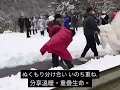 石原詢子「五島椿」