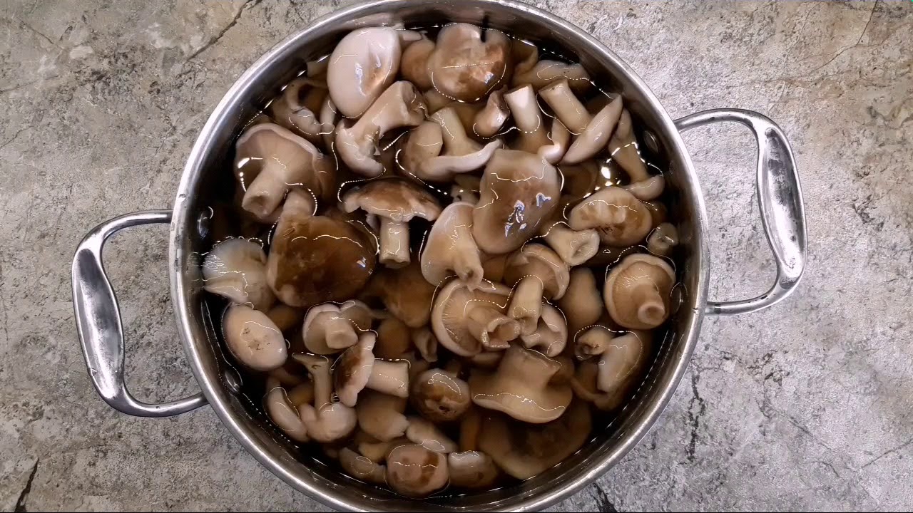 Лесные грибы/рядовка серая/рецепт приготовления /хранение