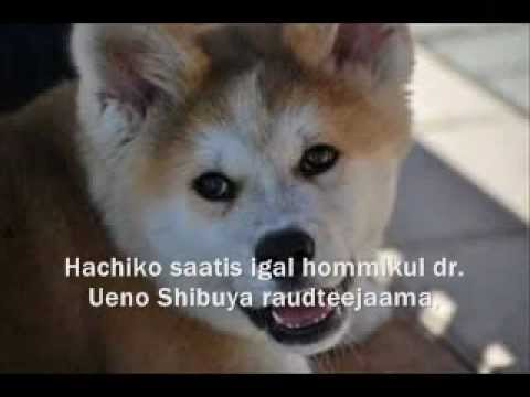 Video: Koera Hachiko Tõeline Lugu