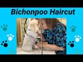 Bichon poodle haircut