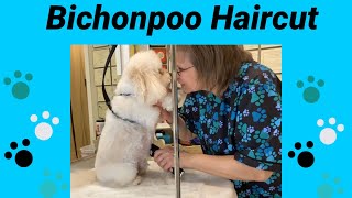 Bichon poodle haircut.