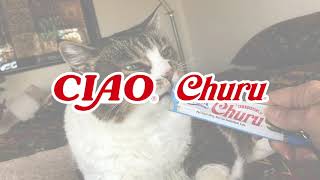 The catchiest cat song on YouTube. INABA CIAO Churu. screenshot 1