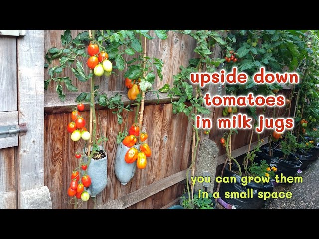 Uneven milk jugs. (Pic)