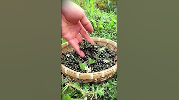 simple smart tool sharp scissors for harvesting rare small fruit #shorts