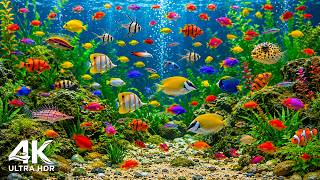 Coral Reef Adventure 4K – Explore a Colorful World Beneath the Sea