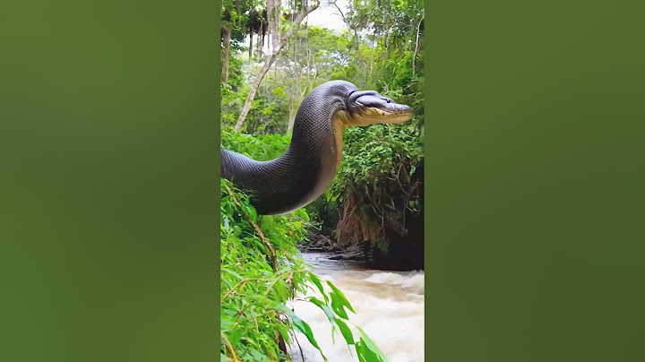 Do not dive into rivers before examining them carefully #snake #anaconda #snakevideo #amazonia