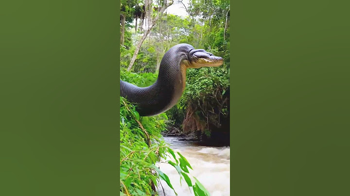 Do not dive into rivers before examining them carefully #snake #anaconda #snakevideo #amazonia