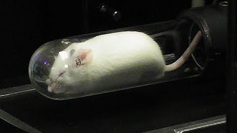 Awake Imaging and Positron Annihilation