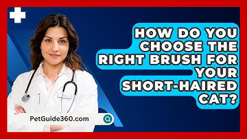 How Do You Choose The Right Brush For Your Short-haired Cat? - PetGuide360.com