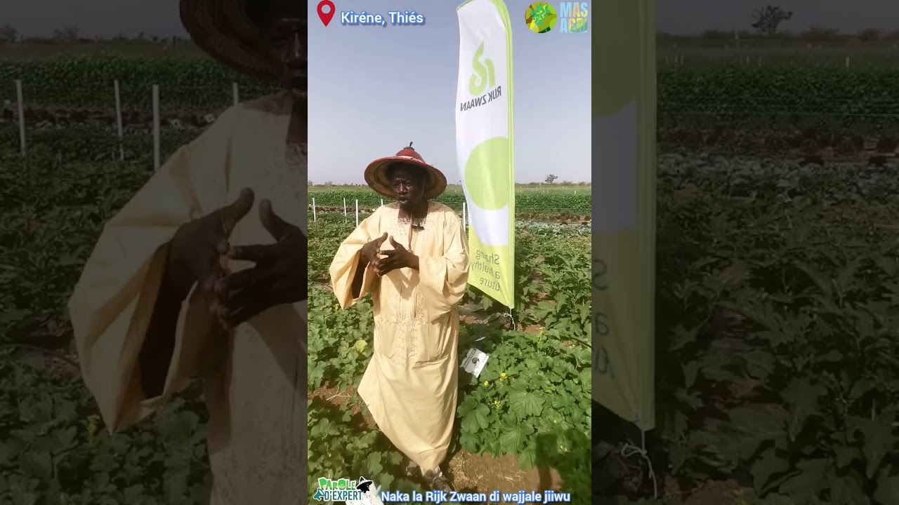 PAROLE D'EXPERT Saliou bob ci nakala Rijk Zwaan di wajjale jiiwu