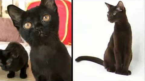 Cats 101 Animal Planet - Bombay ** High Quality **