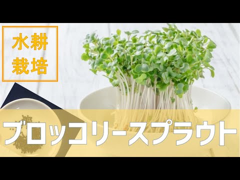 2週間でできる ブロッコリースプラウトを植えよう 水耕栽培 03 Youtube