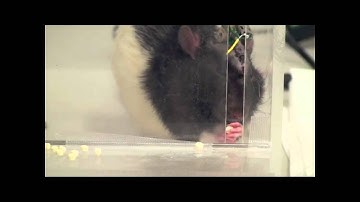 Brain Prosthetics - Rat