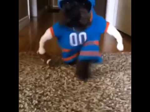 football-dog-goes-for-a-touchdown!